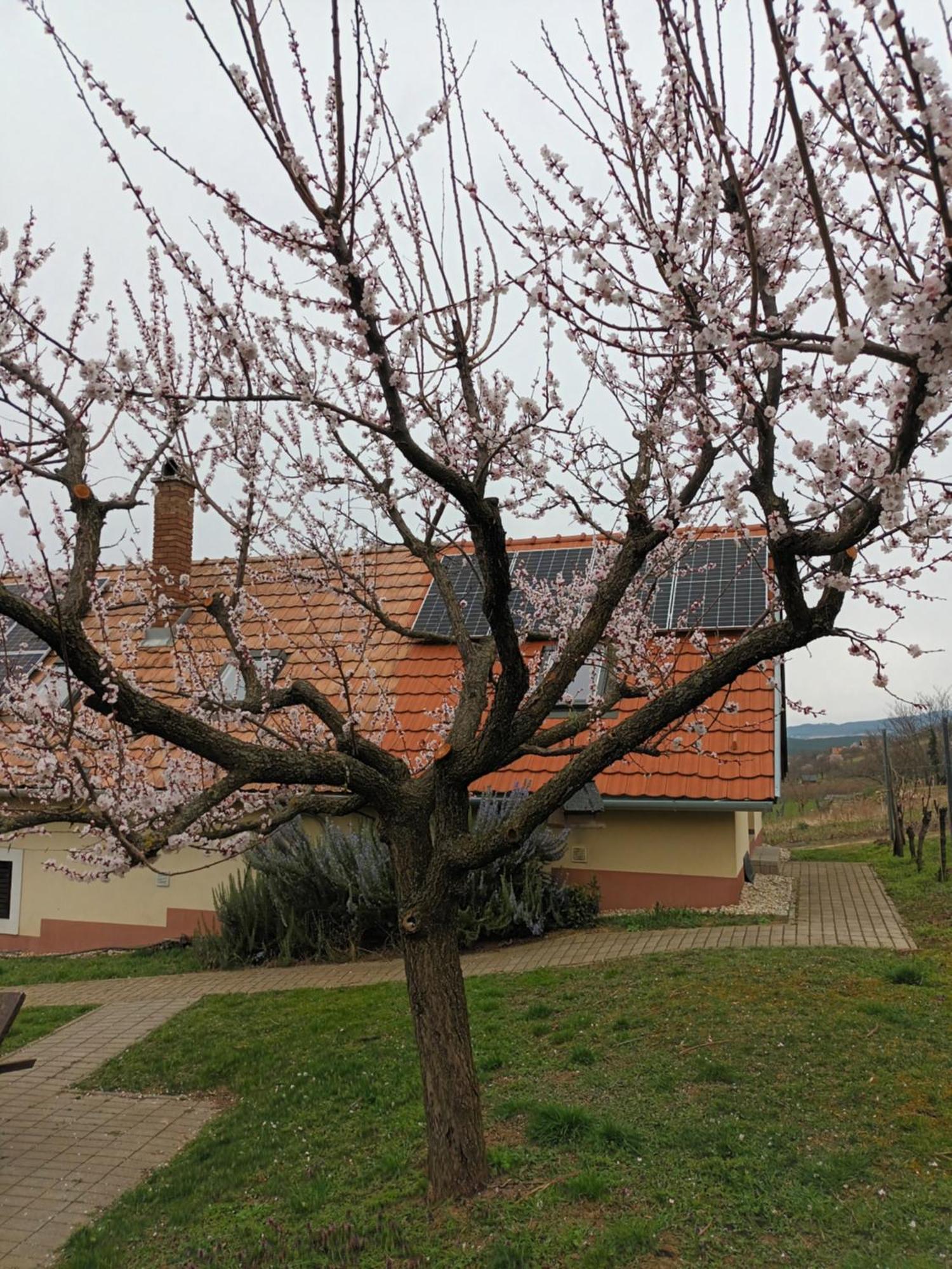 Keknefelejcs Vendeghaz Apartment Tapolca Exterior photo